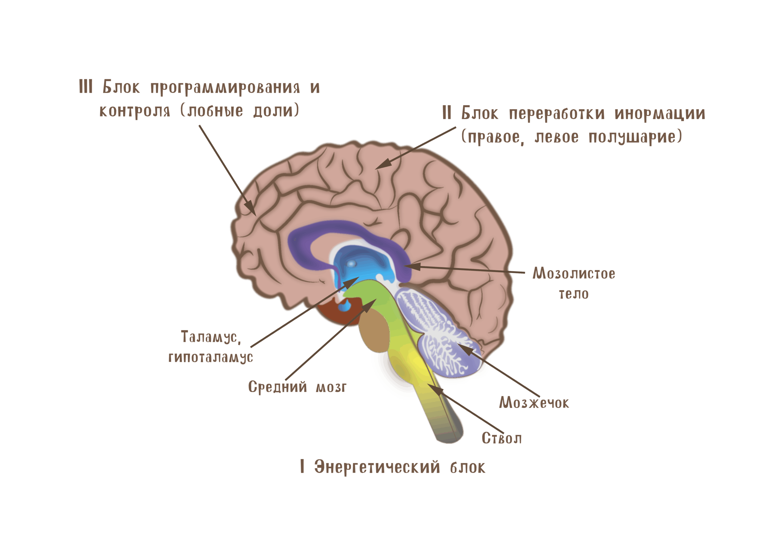 Блоки мозга