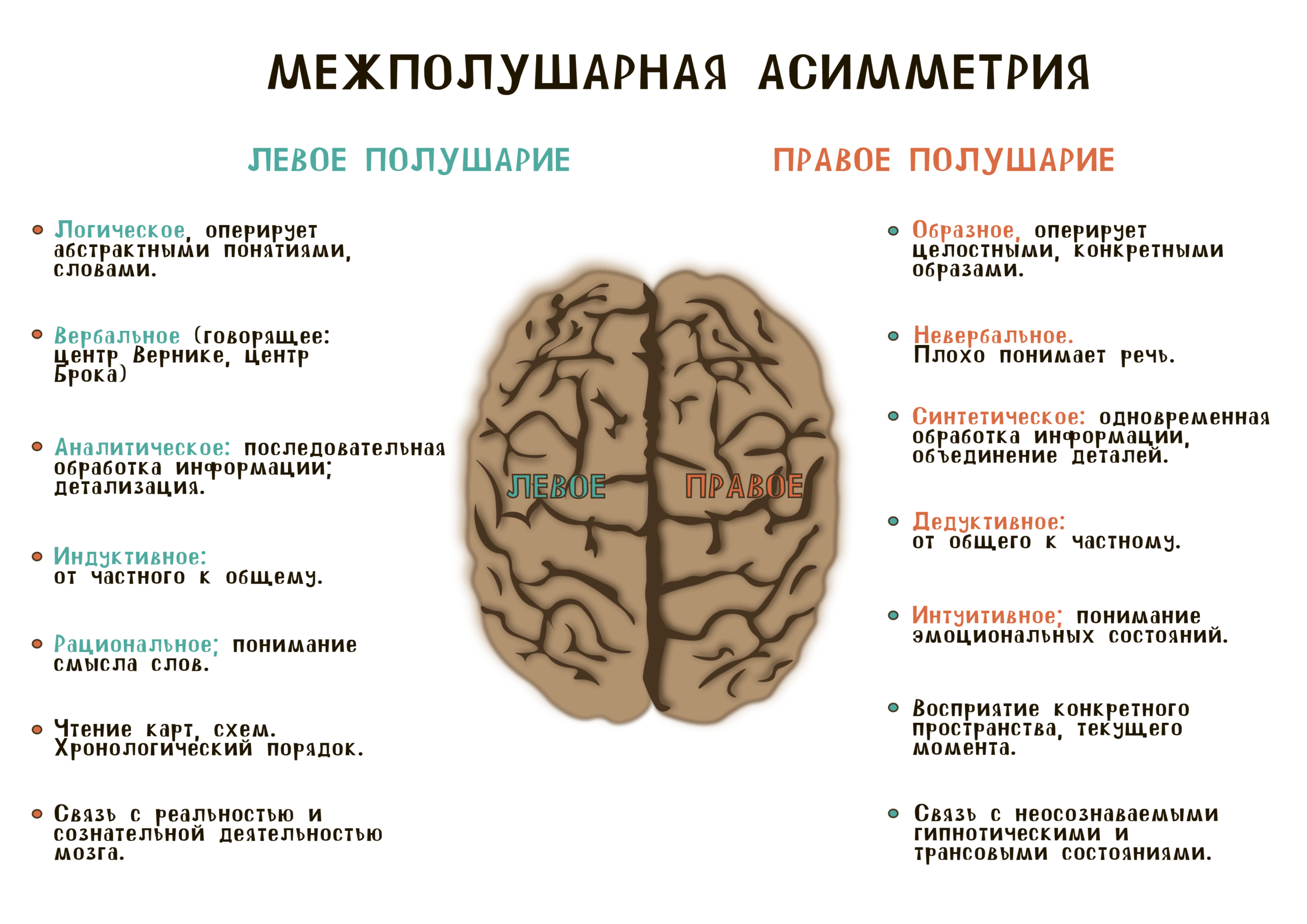 Функциональная асимметрия головного мозга